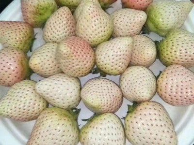 批发果树苗 批发 红颜章姬牛奶草莓苗 丰产苗木供应