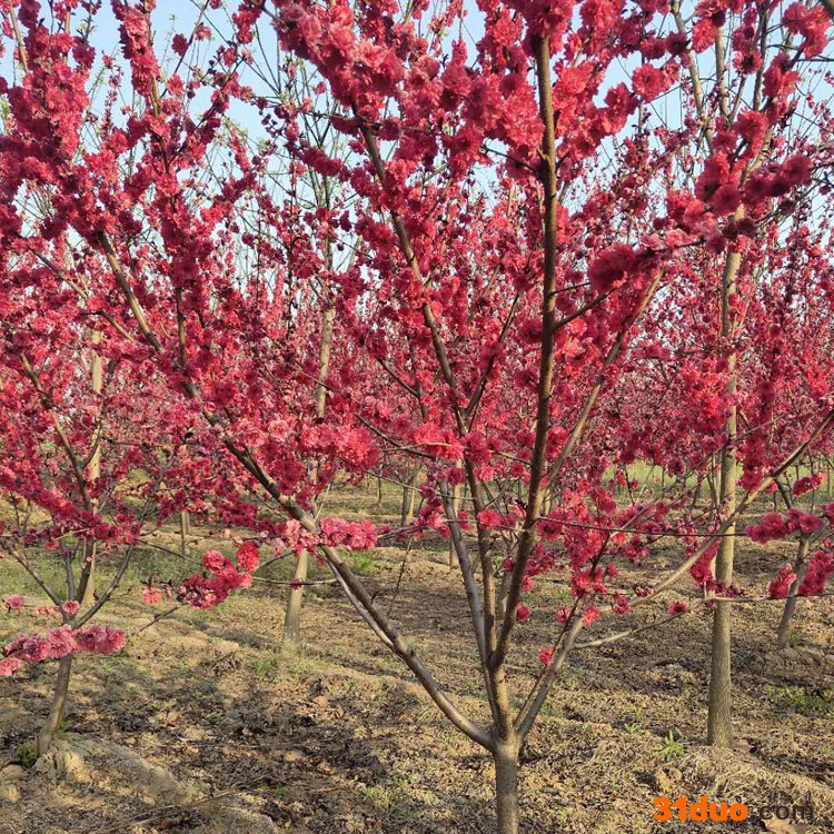 碧桃基地批发红叶碧桃树苗 白雪碧桃规格品种齐全 绿化工程树苗