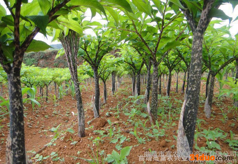 湖北魔芋种子 魔芋种子销售 教你种魔芋 魔芋种子 云南魔芋种子批发