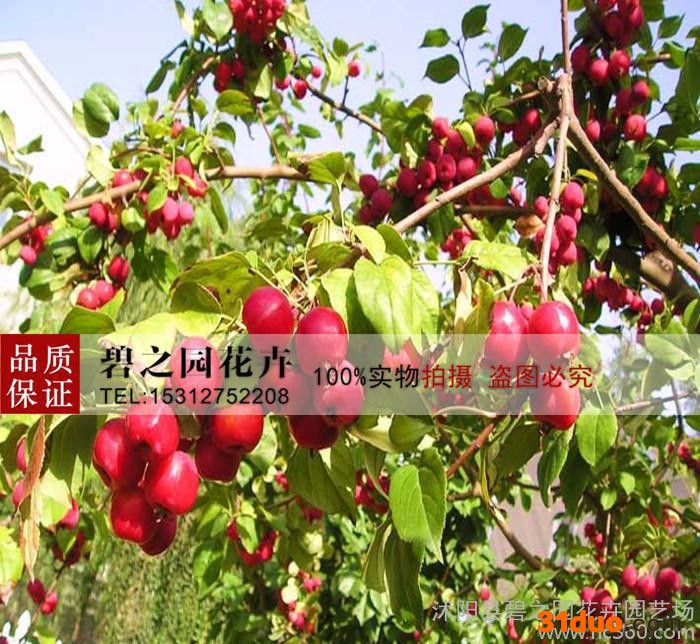 出售海棠种子新采西府海棠种子 垂丝海棠种子 八棱海棠种子包发