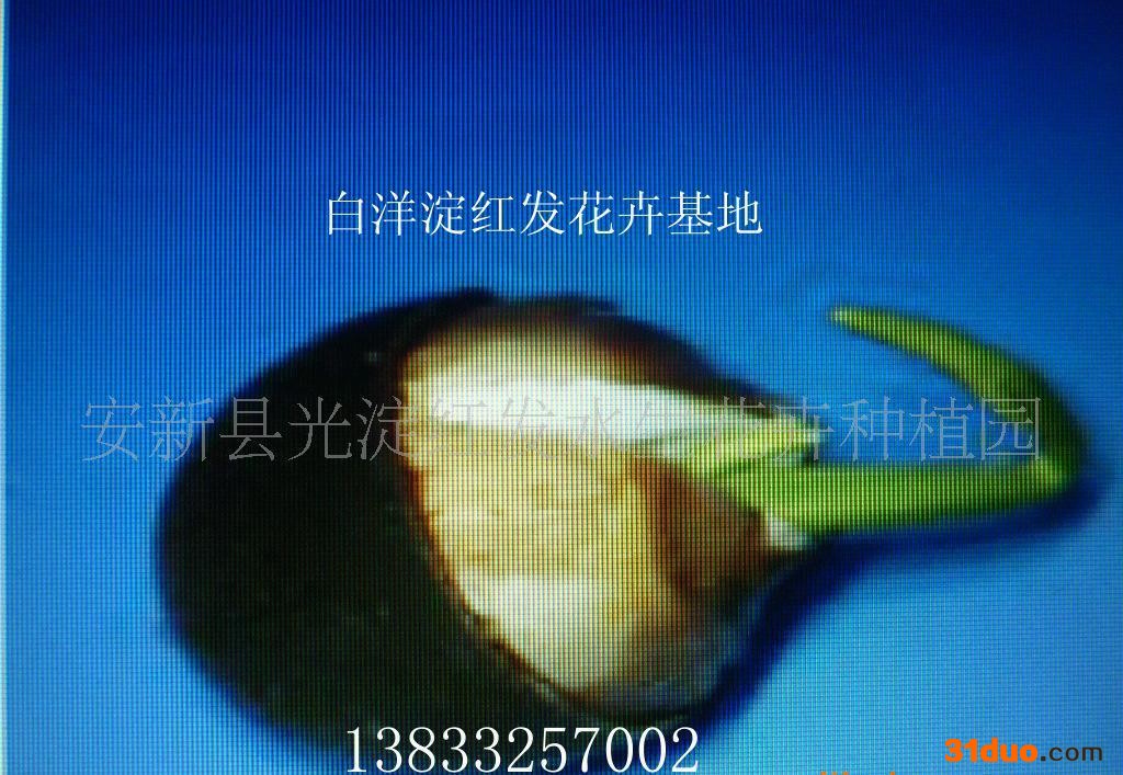 荷花种子 荷花种子栽培  荷花种子培育