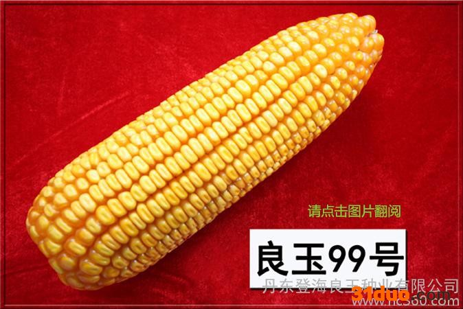 供应良玉99玉米种子 玉米 种子 大田种子