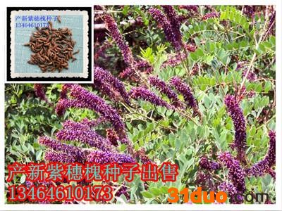 供应紫穗槐种子东北紫穗槐紫穗槐种子