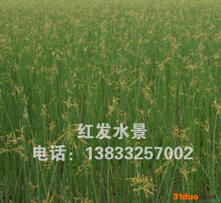 水生植物水葱苗绿化河道水葱小苗庭院观赏花卉