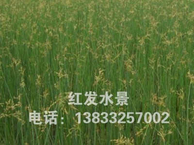 水生植物水葱苗绿化河道水葱小苗庭院观赏花卉