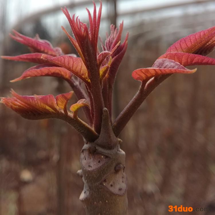 香椿种子香椿芽苗菜种子红椿树 香椿芽种子香椿苗种子红油香椿树