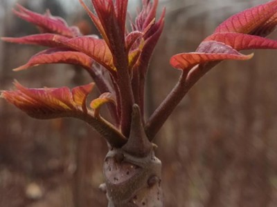 香椿种子香椿芽苗菜种子红椿树 香椿芽种子香椿苗种子红油香椿树