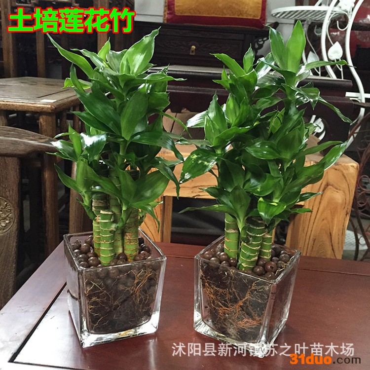 观音竹莲花竹富贵竹水培植物桌面四季常青盆栽花卉净化空气