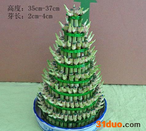 水培植物转运竹节节高 盆栽花卉 室（小8塔）富贵竹塔_塔竹