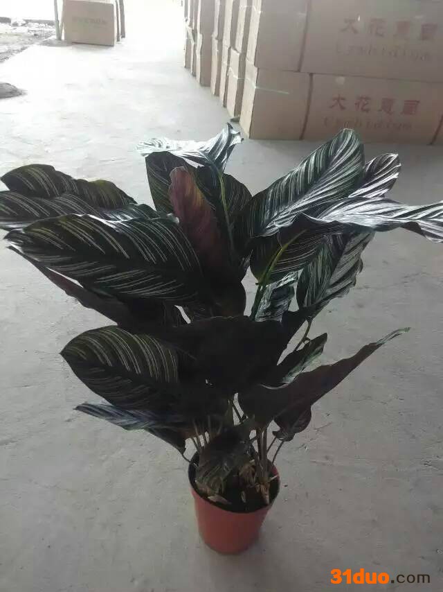 花卉盆栽140# 办公室环境布置 双线竹芋