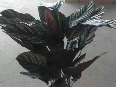 花卉盆栽140# 办公室环境布置 双线竹芋