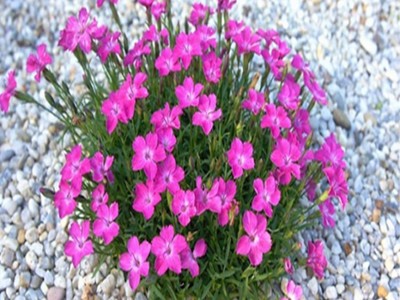 【紫欣雅】 欧石竹 观赏花卉 观赏植被 合作社直销