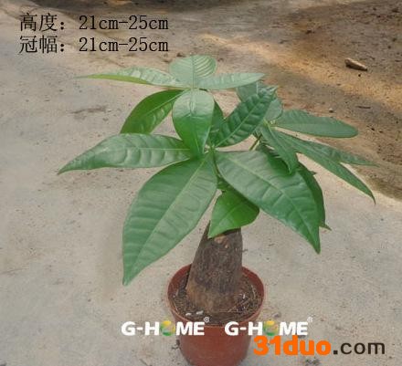 室内花卉小盆栽植物（90#B级）发财树东星花场直销