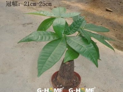 室内花卉小盆栽植物（90#B级）发财树东星花场直销