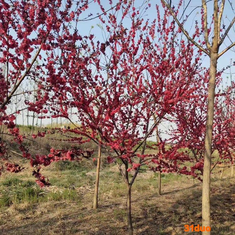 基地出售绿化工程红叶碧桃 紫叶碧桃树树苗易成活 红叶碧桃树苗