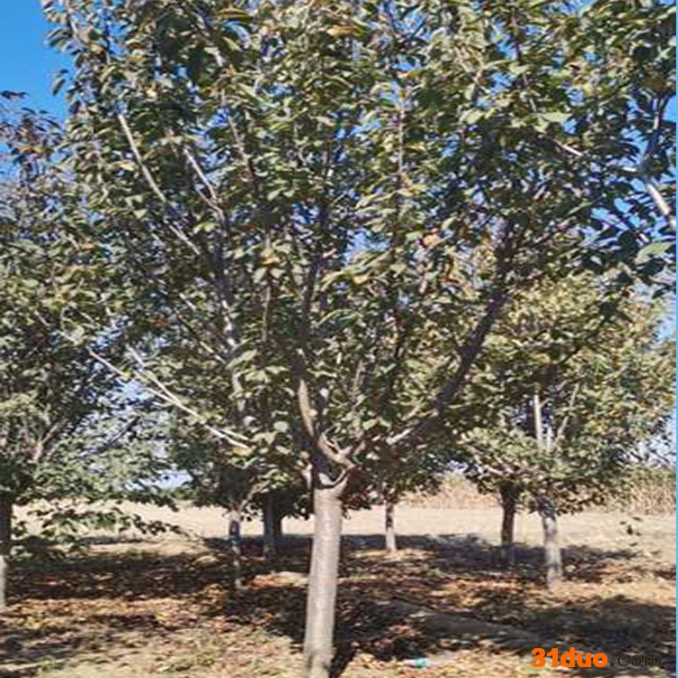 樱花树苗批发工程绿化苗木庭院观花植物重瓣樱花盆景樱花小苗