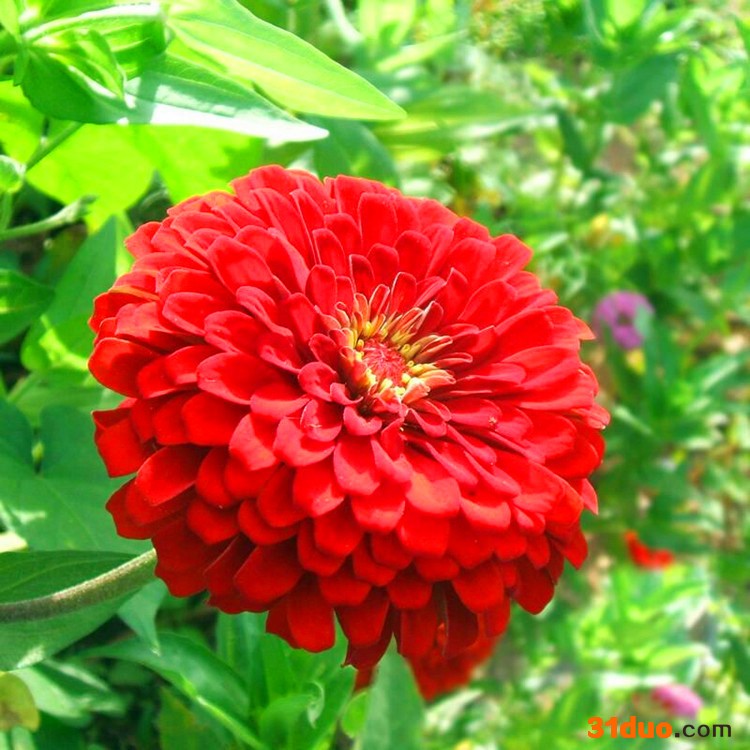 百日草种子批发基地 销售百日草 波斯菊种子 包发芽