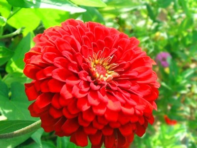 百日草种子批发基地 销售百日草 波斯菊种子 包发芽