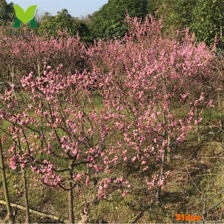 批发嫁接丛生腊梅 基地销售地栽腊梅树苗观花植物