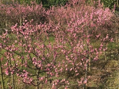 批发嫁接丛生腊梅 基地销售地栽腊梅树苗观花植物