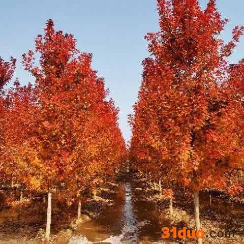 12公分红枫小苗 12公分红枫树苗 12公分红枫树 美国红枫 美国红枫树 批发美国红枫