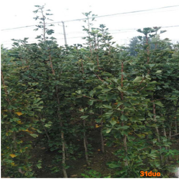 银杏种子批发银杏苗出售现货供应高成活银杏种子现挖现卖银杏苗量大从优