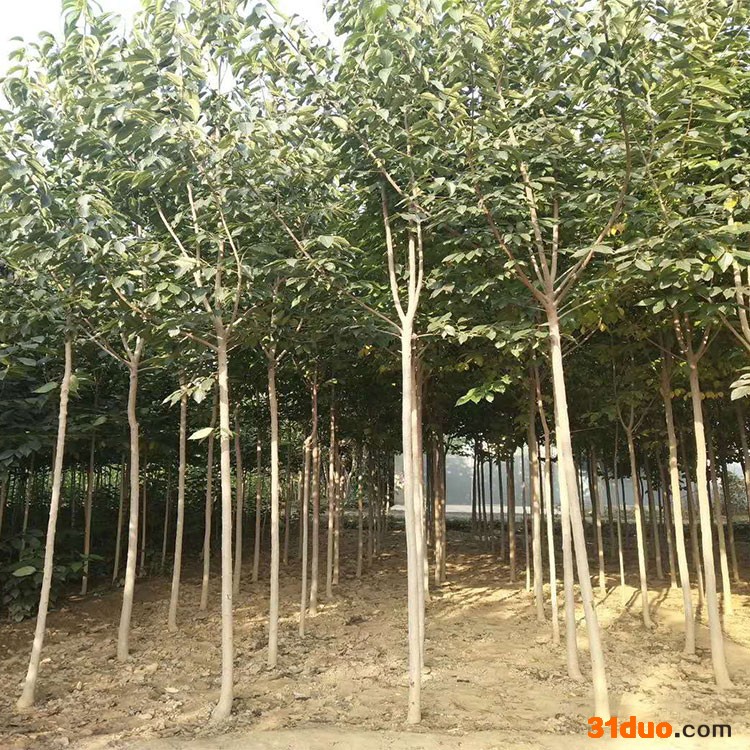 杜仲苗基地出售杜仲种子一年生杜仲小苗绿化专用杜仲苗