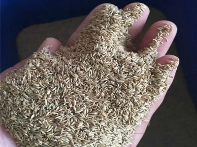 **原装美国进口草坪种子品种多，返青较早、垂直生长慢