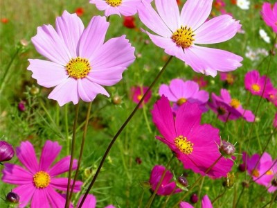 花卉种子 格桑花种子 波斯菊种子批发野花组合种子