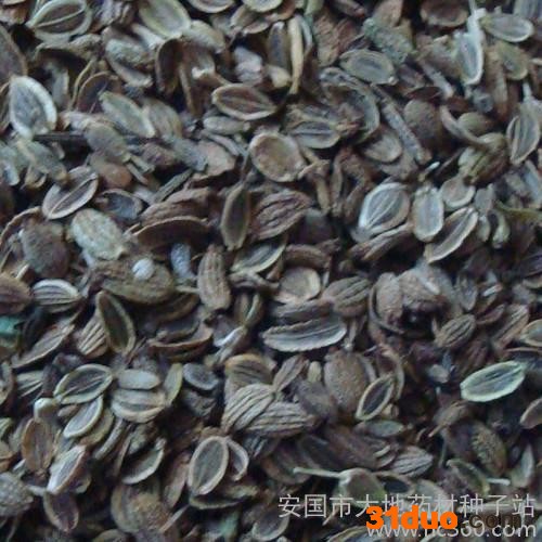 供应防风种子放风种子