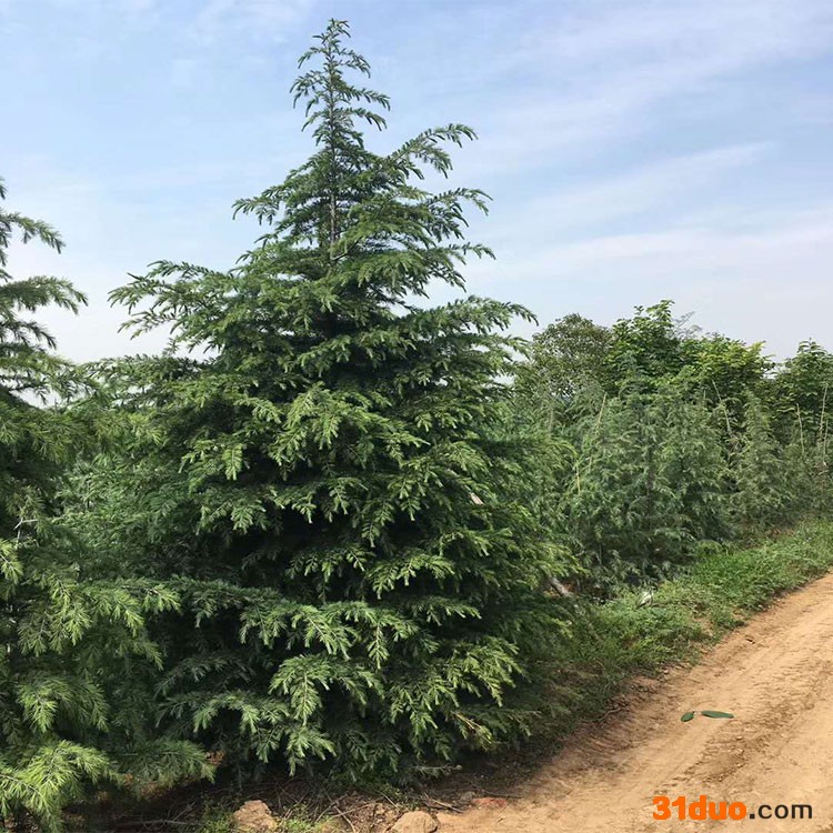 绎诺苗木基地现货出售道路两旁观赏雪松树苗雪松小苗大量批发雪松种子量大优惠