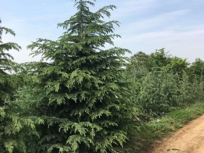 绎诺苗木基地现货出售道路两旁观赏雪松树苗雪松小苗大量批发雪松种子量大优惠