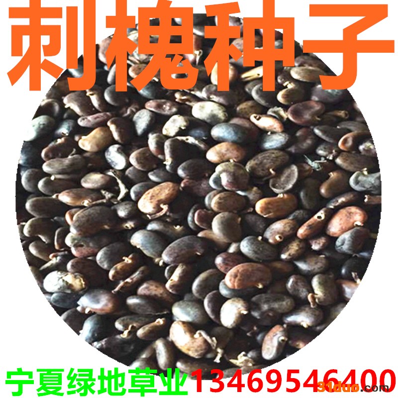 批发林木种子【刺槐种子】洋槐树种子 工程绿化 景观植物量大从优