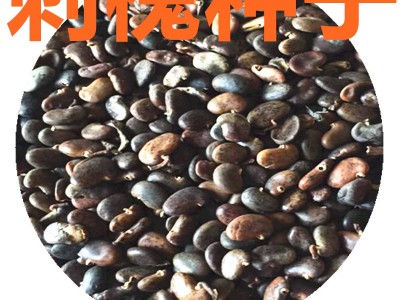 批发林木种子【刺槐种子】洋槐树种子 工程绿化 景观植物量大从优