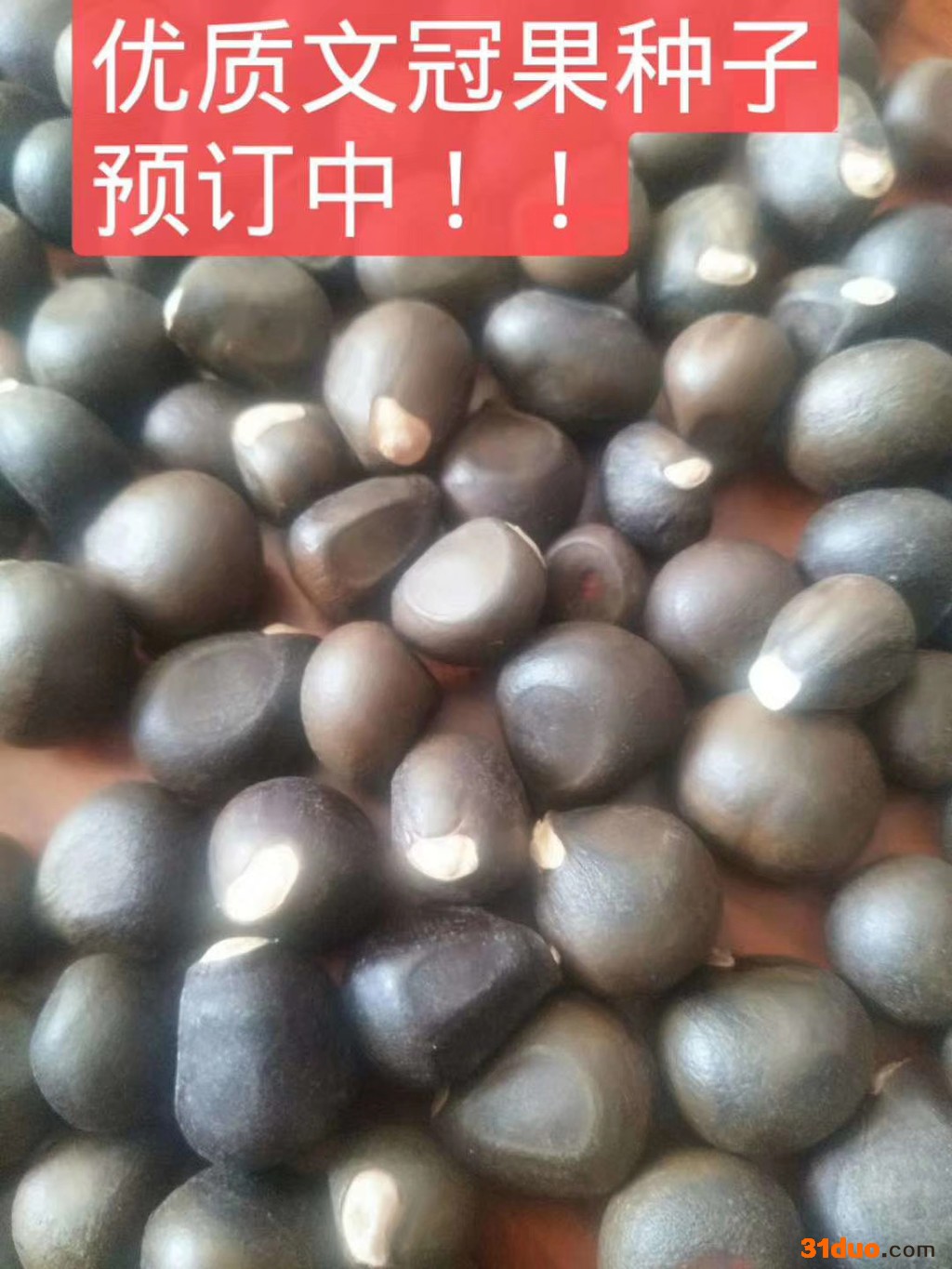 绿源文冠果 文冠果种子批发文冠果种子价格文冠果种子出芽率高