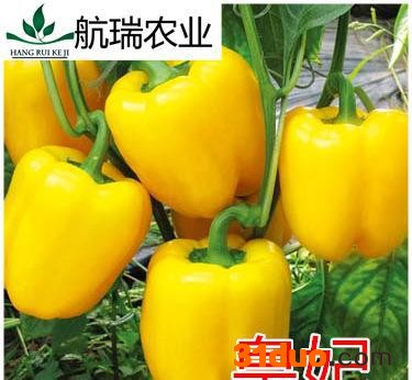 辣椒种子— 黄色彩椒种子-大黄彩椒——皇妃
