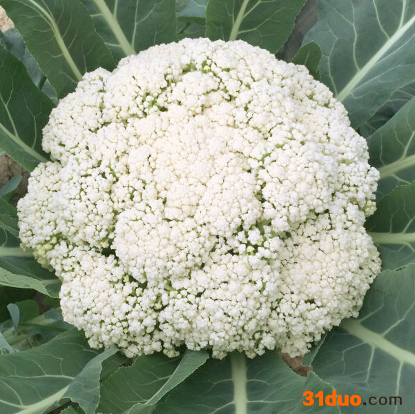 菜花种子 有机菜花种子 龙之子雪莹系列种子