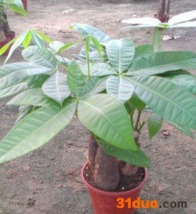 室内花卉小盆栽植物（140#）三杆发财树东星花场直销