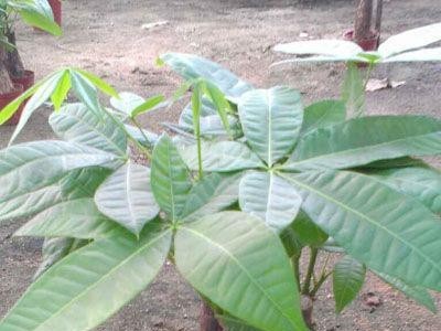 室内花卉小盆栽植物（140#）三杆发财树东星花场直销
