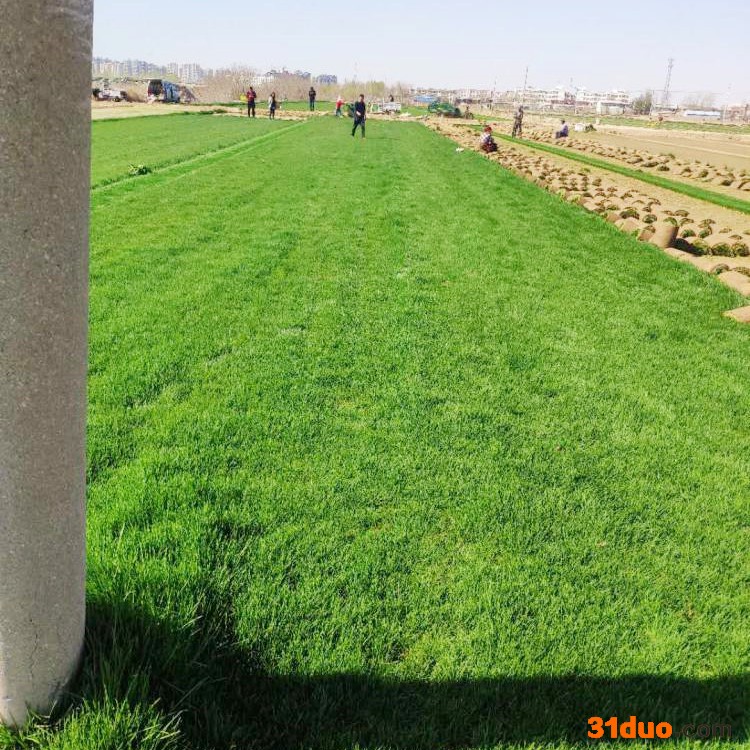 四季青种子批发零售 耐寒耐旱四季青草坪种子 包发芽