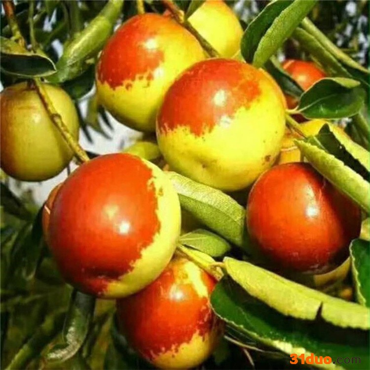 南北方种植山东冬枣枣树苗 嫁接苗 当年种植当年结果枣苗