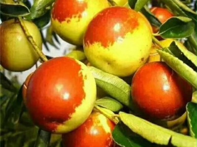 南北方种植山东冬枣枣树苗 嫁接苗 当年种植当年结果枣苗