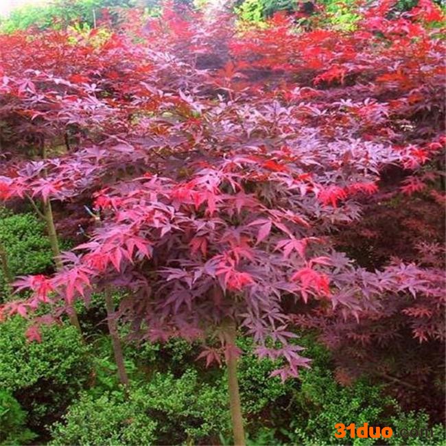 供应**  日本红枫 中国红枫  红枫树苗  价格详谈 欢迎选购