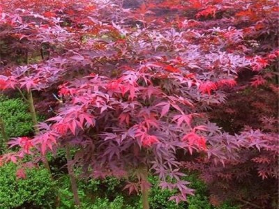 供应**  日本红枫 中国红枫  红枫树苗  价格详谈 欢迎选购