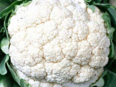 松花菜种苗 紫松花菜种子 有机菜花苗 耐寒松花菜苗 龙之子送花菜种子 85天松花菜 60天松花菜种子 50天松花菜苗