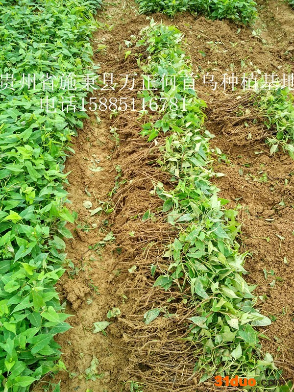 何首乌种苗，种子，及商品供应