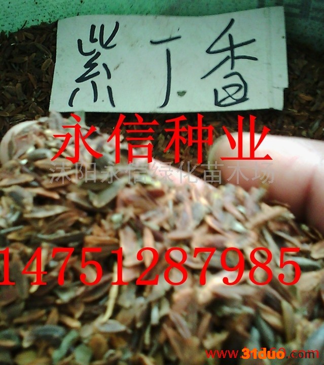 供应永信紫丁香种子黄杨种子黑壳楠种子