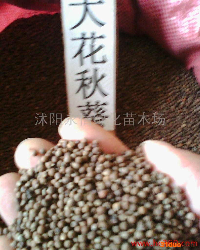 供应永信大花秋葵种子紫荆种子樱花种子