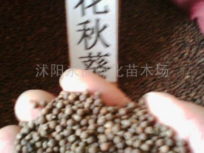 供应永信大花秋葵种子紫荆种子樱花种子