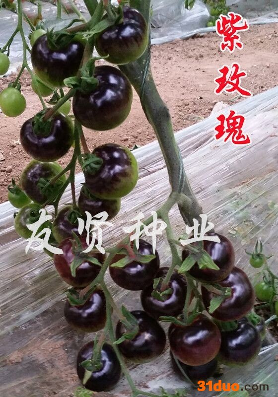 番茄种子西红柿种子紫玫瑰